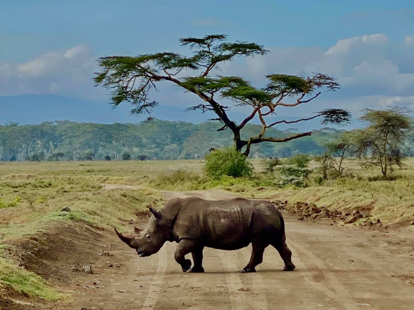 rhino on road africa