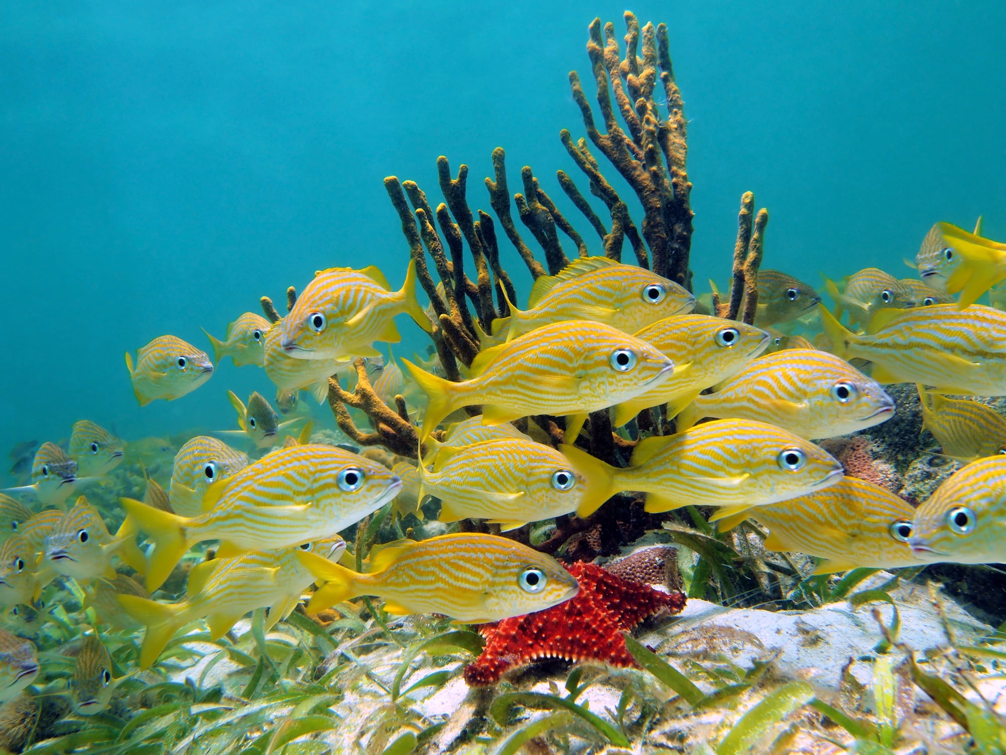 egzotyczne ryby pływające w przezroczystej wodzie