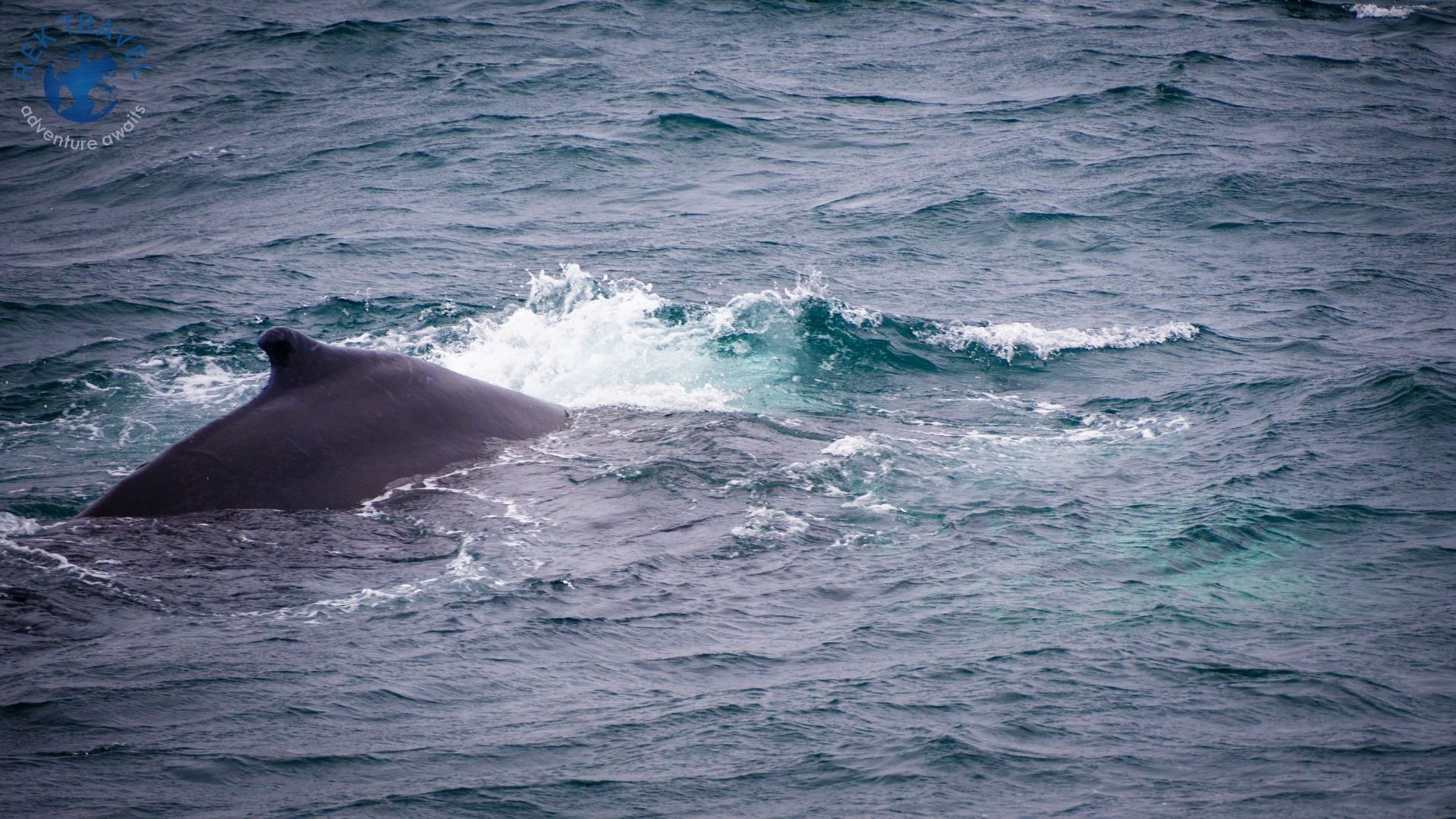 Islandia: wieloryby