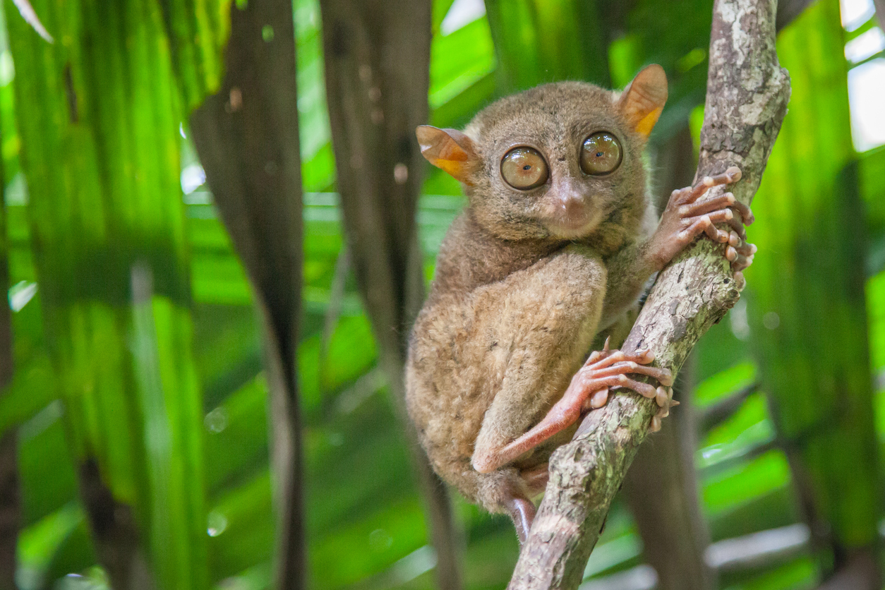 Filipiny z Rek Travel, Bohol