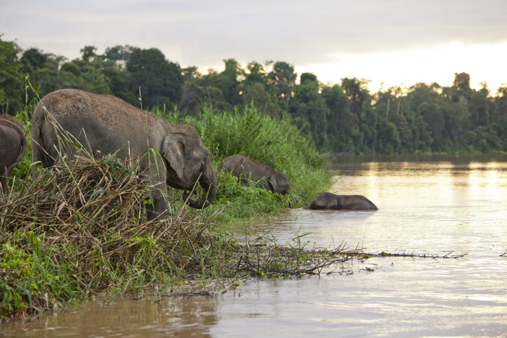 Borneo z Rek Travel